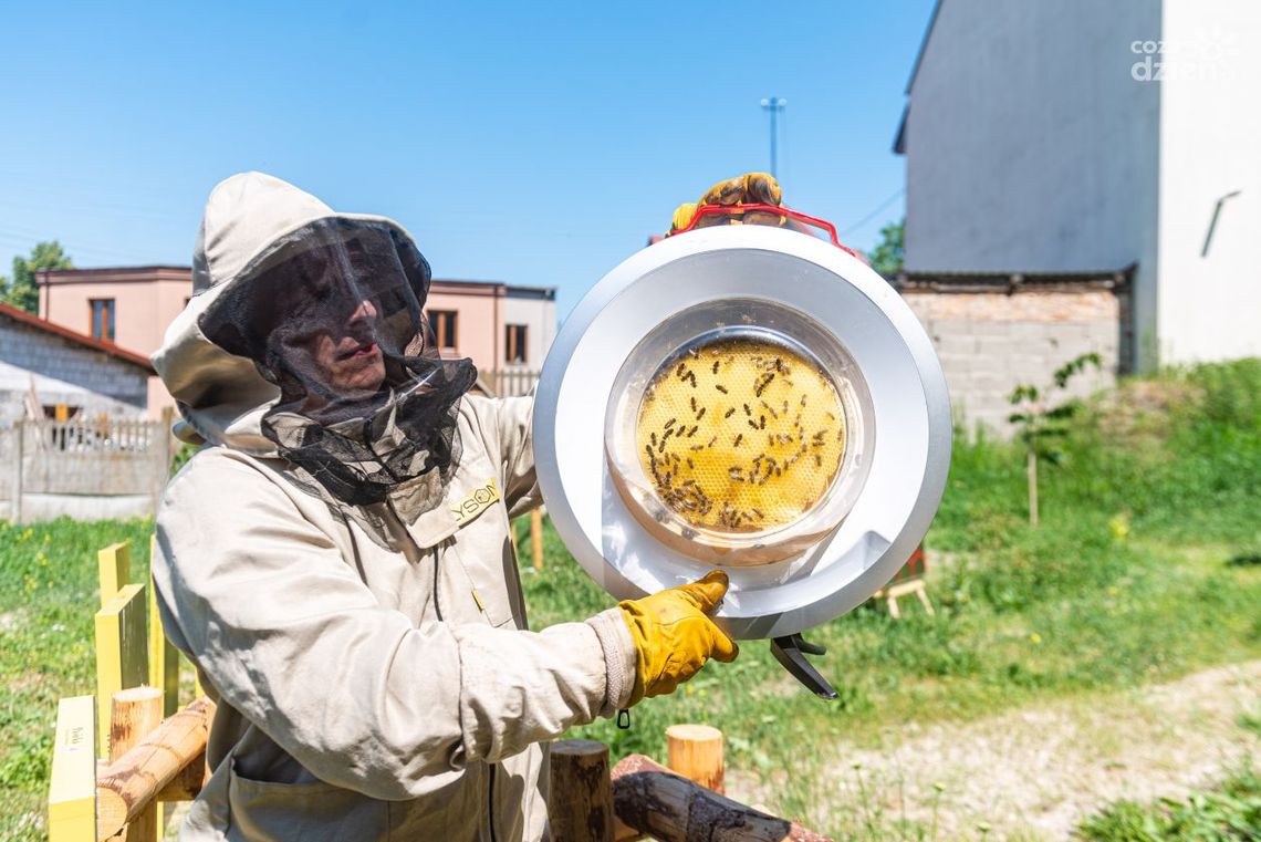 W Iłży powstała miejska pasieka