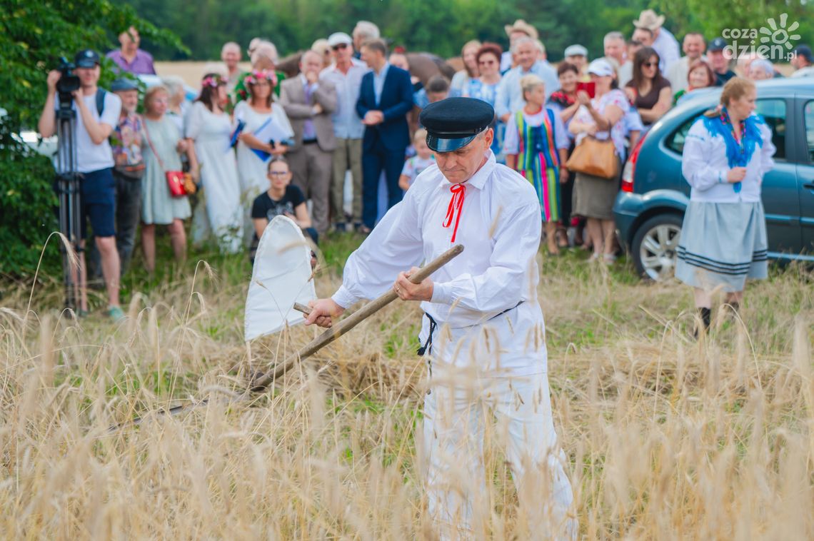 W Jastrzębi, jak w „Chłopach”. Żniwa czas zacząć!
