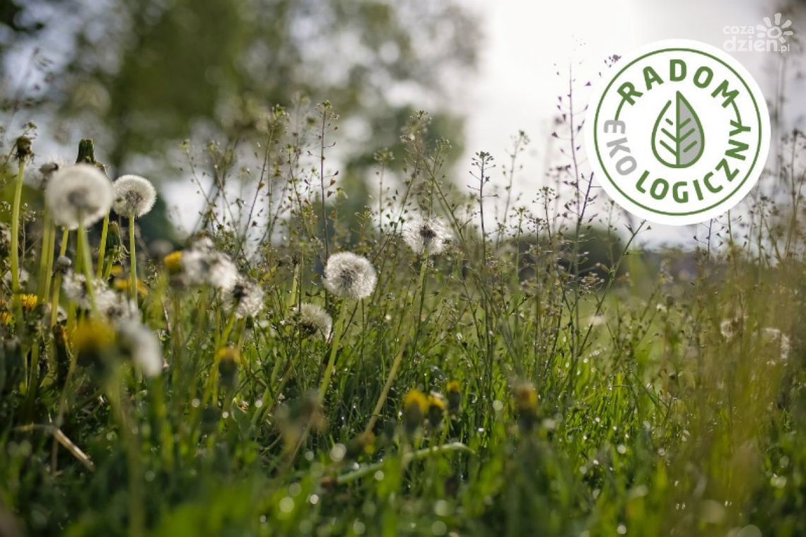 W mieście powstaną łąki kwietne