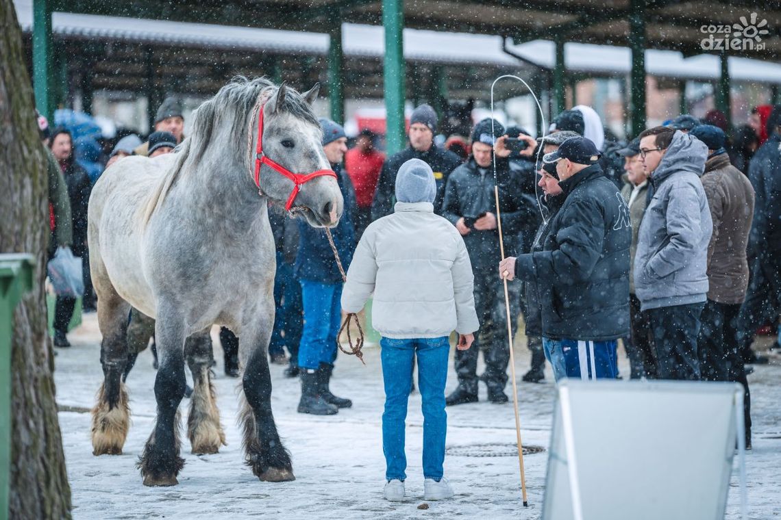 W poniedziałek Skaryszewski Jarmark Koński - Wstępy [PROGRAM]