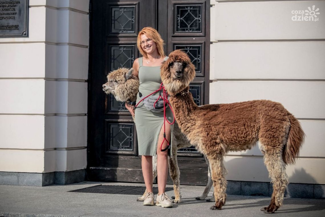W sobotę spotkasz alpaki na ul. Żeromskiego