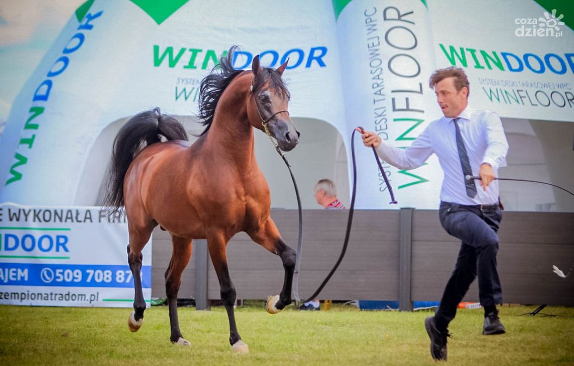 W weekend prestiżowa aukcja i czempionat koni arabskich