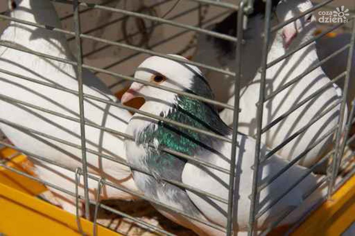 W weekend wystawa gołębi w Skaryszewie