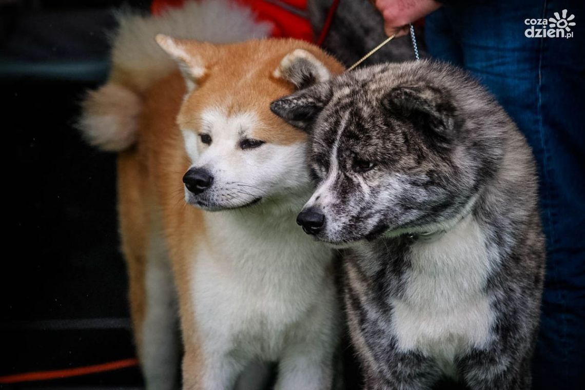 W weekend wystawa psów