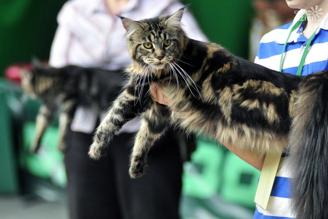 W wekend Międzynarodowa Wystawa Kotów