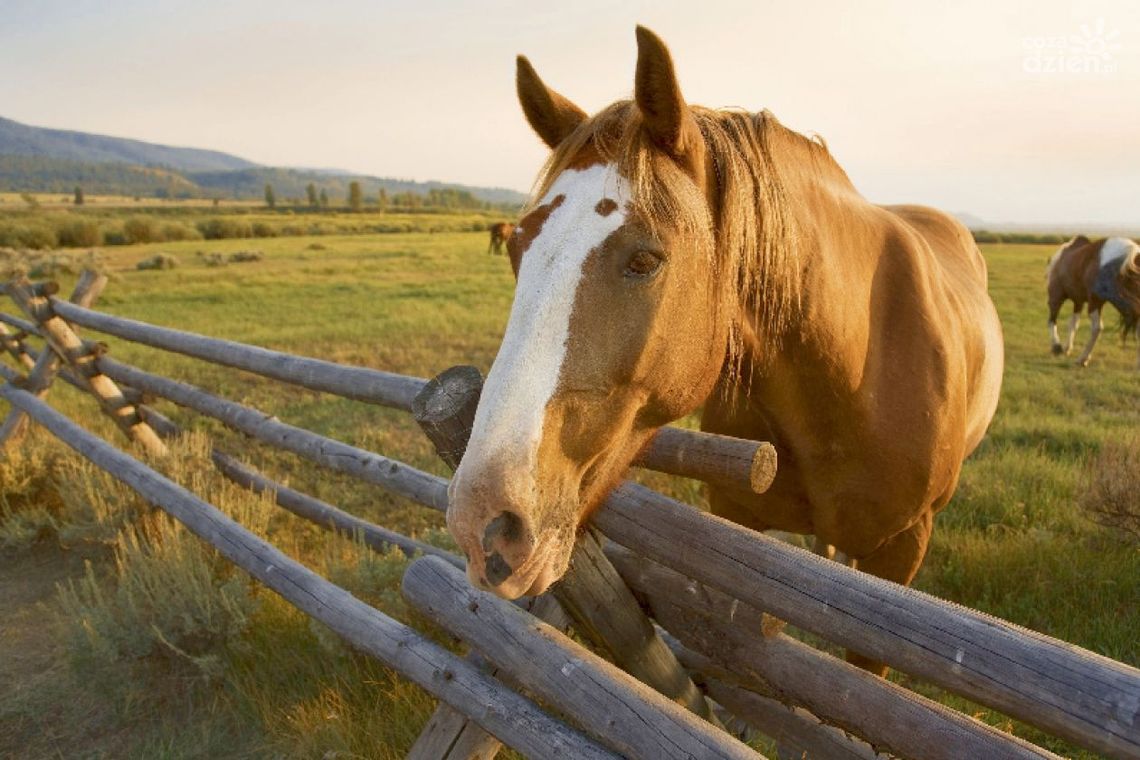 Wakacje w siodle? Dlaczego nie! Wakacje w siodle? Dlaczego nie!
