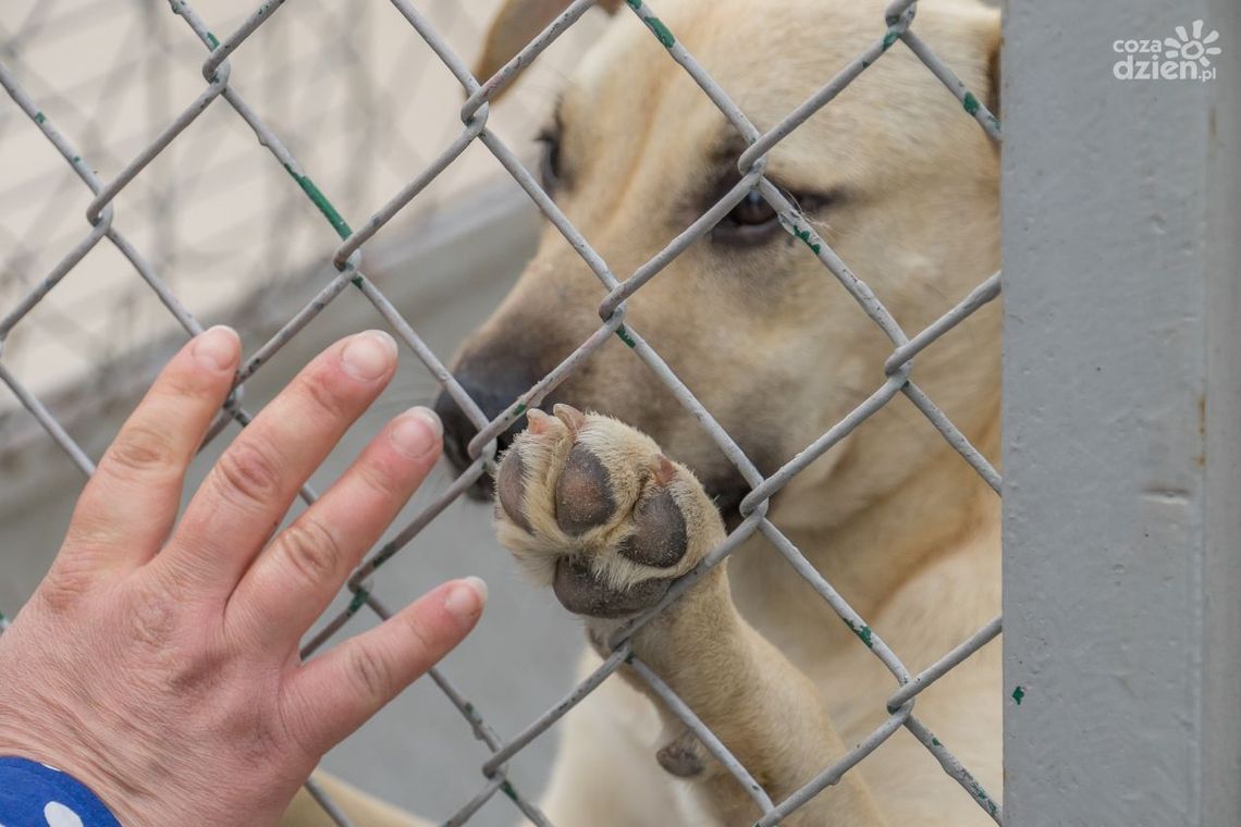 Wakacje. Znowu przybywa zwierząt w schronisku