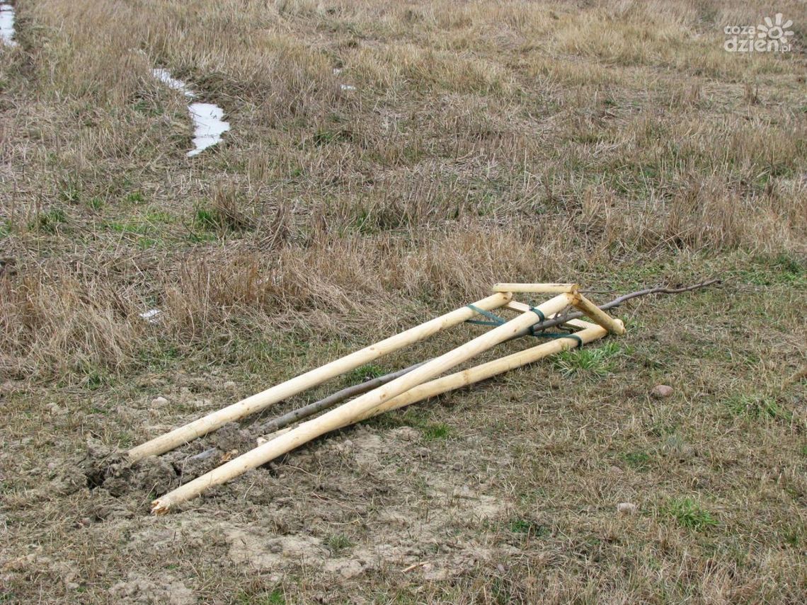 Wandale łamią drzewa, tym razem przy obwodnicy Wandale łamią drzewa, tym razem przy obwodnicy