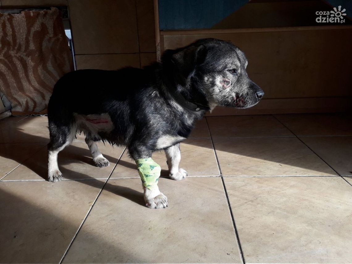 Warka. Policjantka uratowała rannego psa Warka. Policjantka uratowała rannego psa