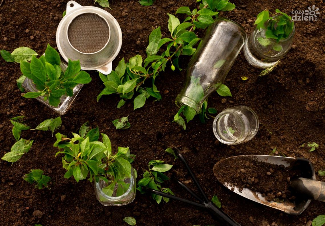 Warsztaty online z robienia lasu w słoiku – zapisz się już dziś!