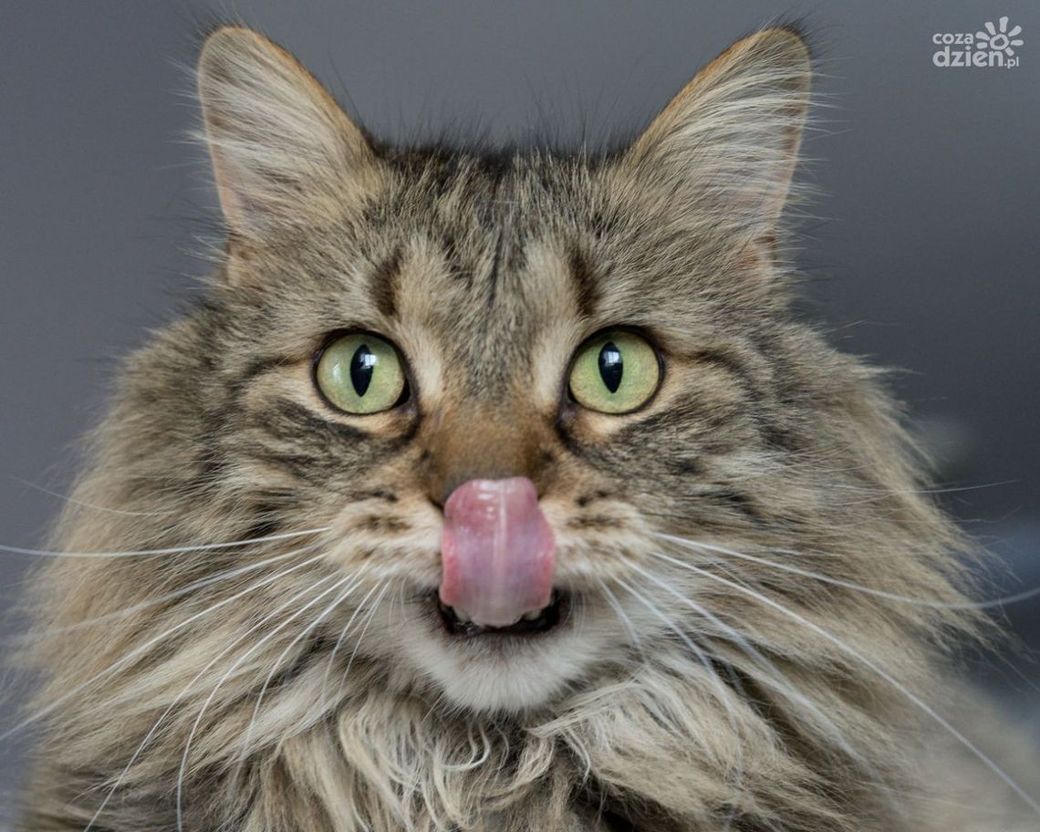 Wartościowa mokra karma dla kota - czyli jaka? Wartościowa mokra karma dla kota - czyli jaka?