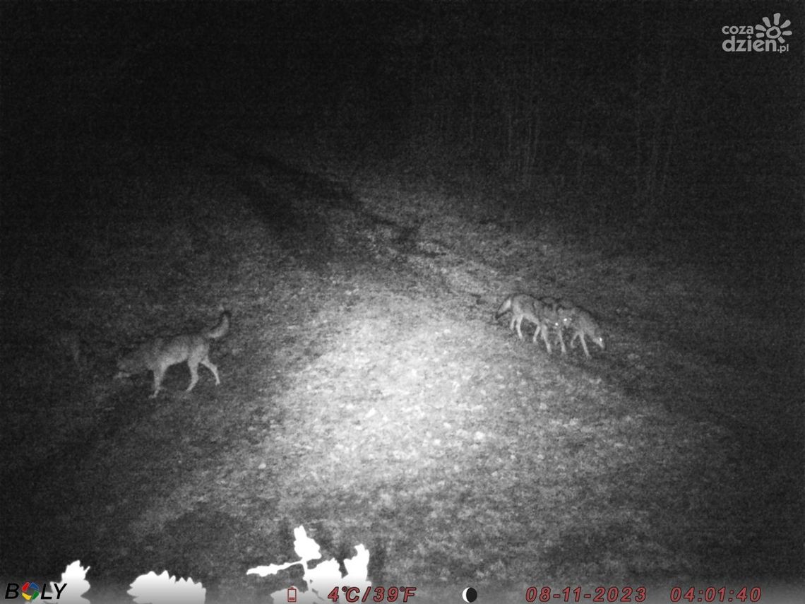 Wataha wilków niedaleko zabudowań