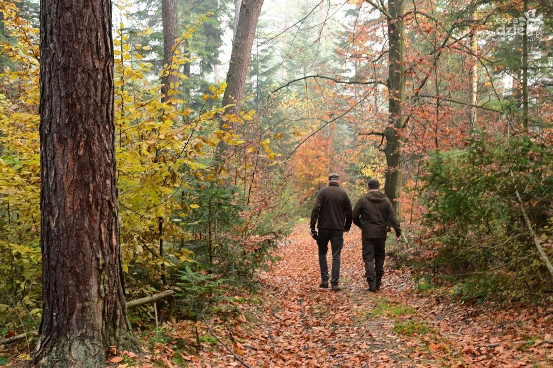 Wciąż łamią zasady lasu. Akcja "Jesień 2022"