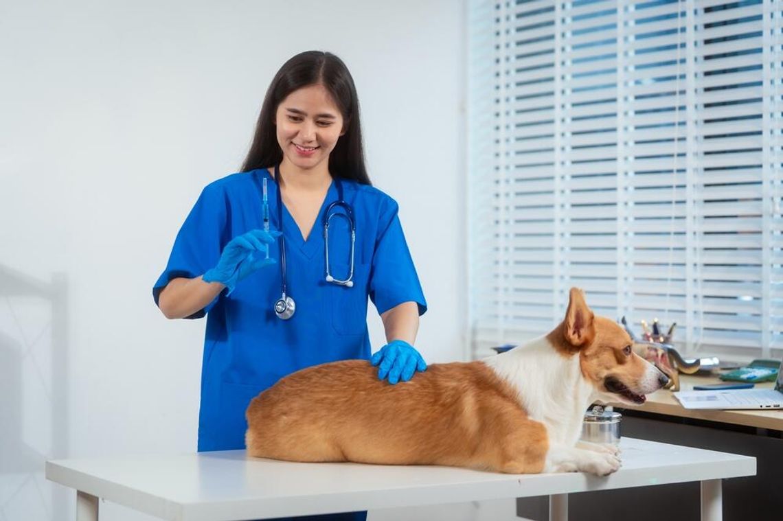 Weterynarz Dermatolog w Warszawie: Specjalistyczna Opieka dla Twojego Zwierzaka