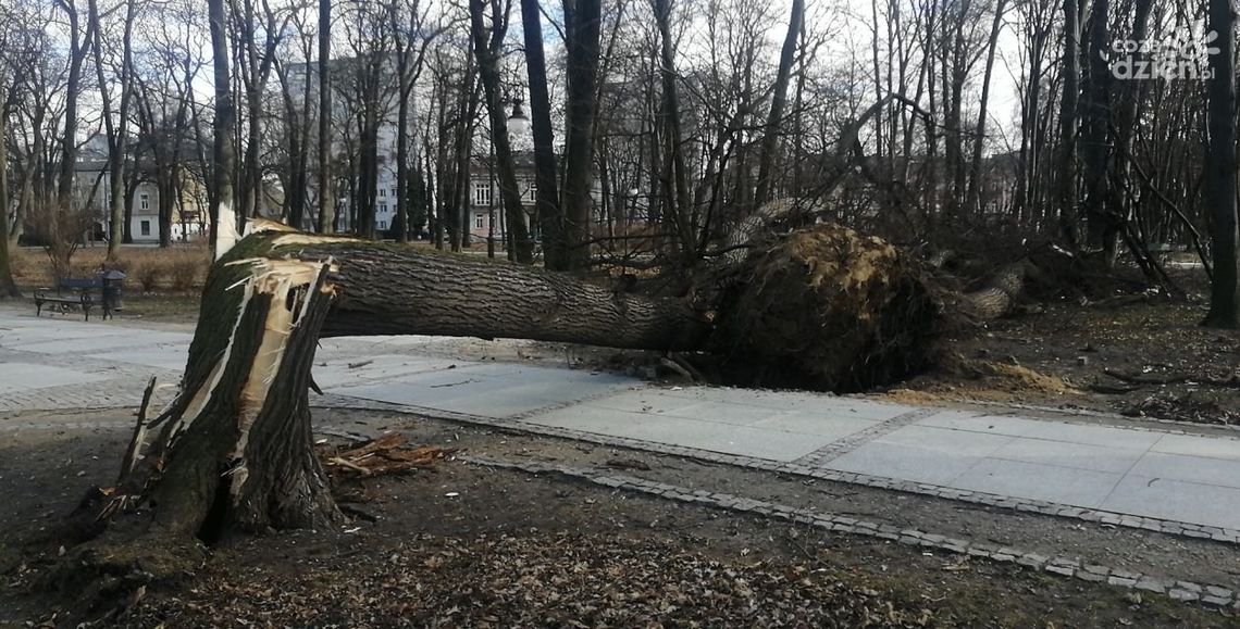 Wichury w Radomiu i regionie. Połamane drzewa, zerwane linie