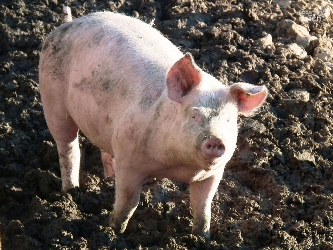 WIERZBICA. Bezpłatny odbiór padłych zwierząt WIERZBICA. Bezpłatny odbiór padłych zwierząt