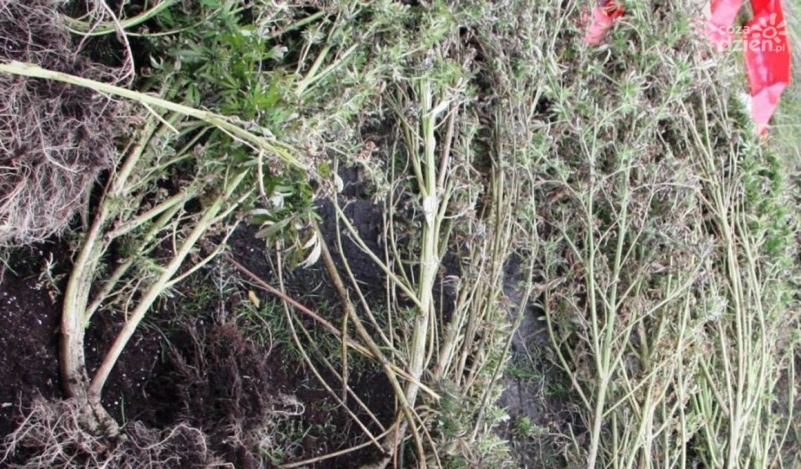 WIERZBICA. Plantacja konopi zlikwidowana WIERZBICA. Plantacja konopi zlikwidowana