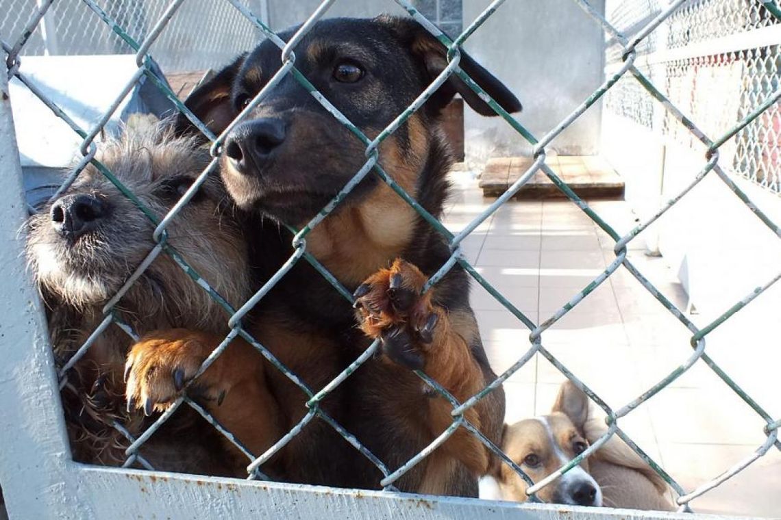 Wierzbica przeciw bezdomności zwierząt