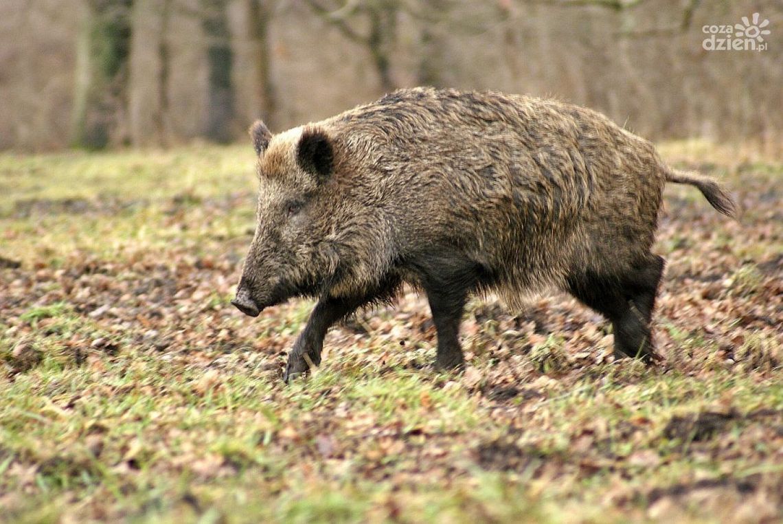 Wirus ASF. Zwiększono zasięg