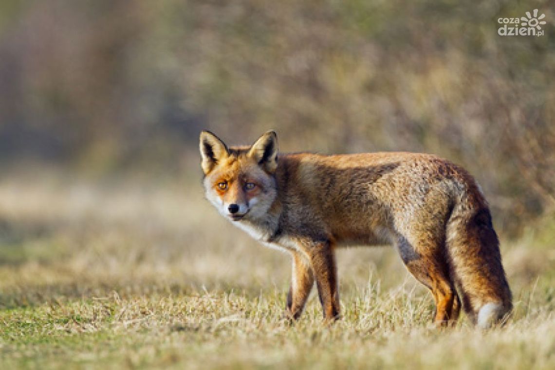 Wojewoda rozszerza obszar zagrożenia wścieklizną o powiat radomski i kozienicki