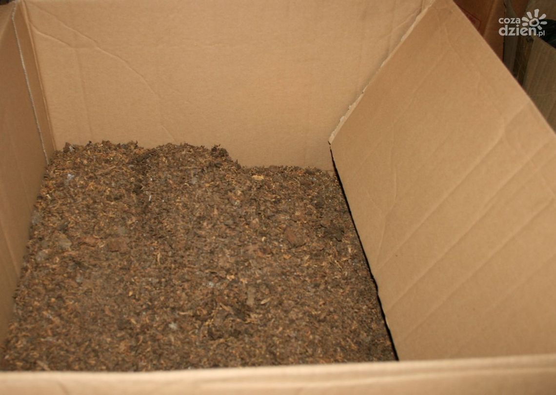 Wolanów. Zabezpieczyli 60 kg tytoniu Wolanów. Zabezpieczyli 60 kg tytoniu