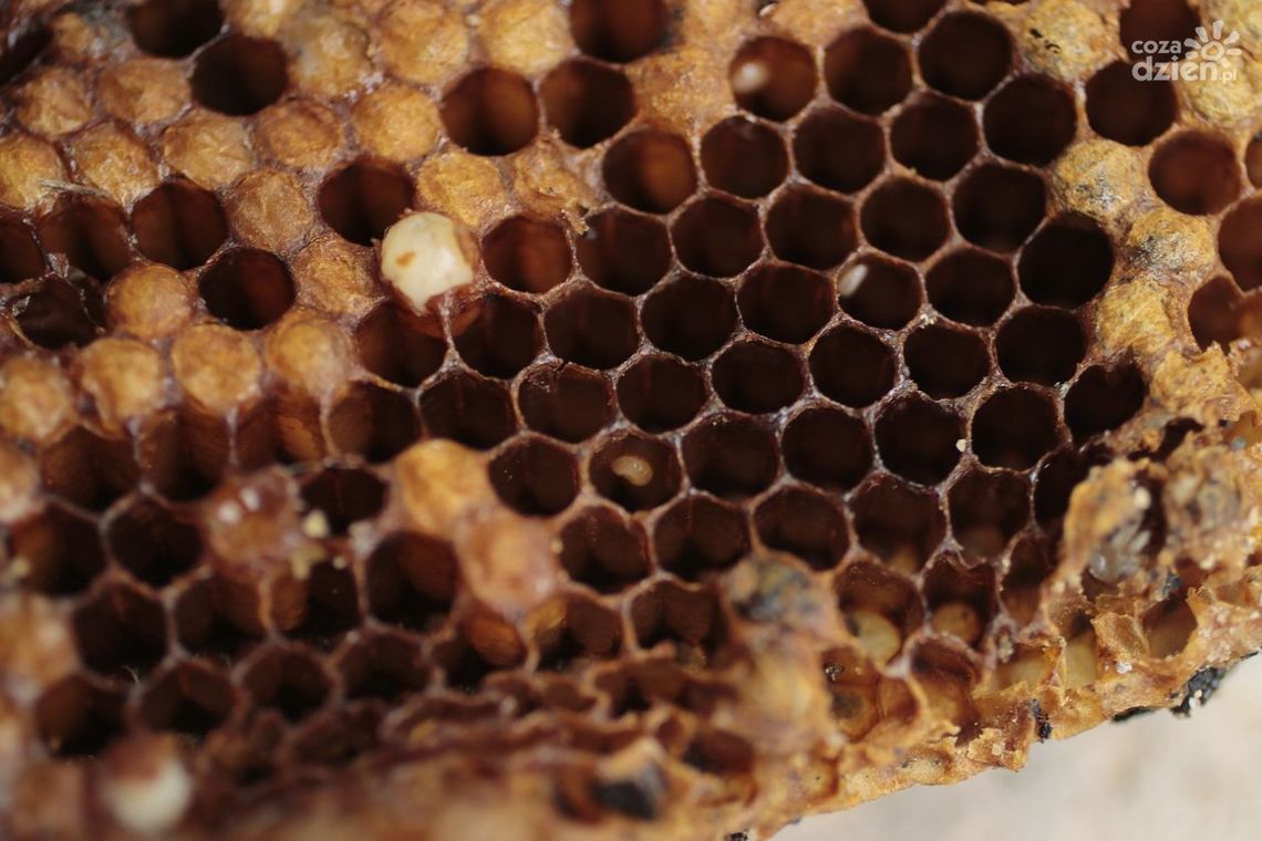 Wosk pszczeli - naturalny cud natury