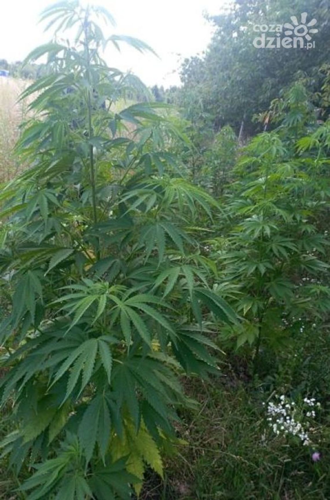 Wpadł, gdy podlewał krzewy. "Ogrodnik" zatrzymany