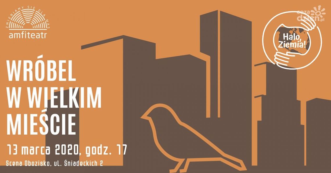 Wróbel w wielkim mieście