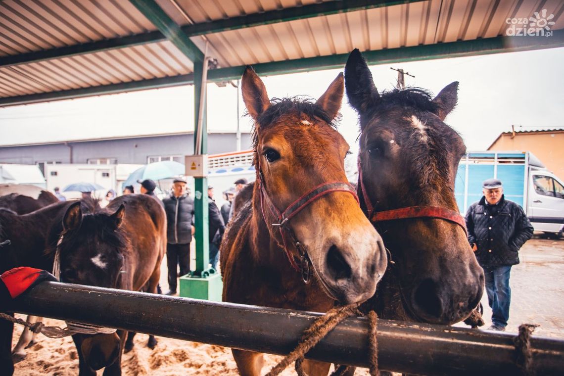Wścieklizna w regionie. "WSTĘPY" w marcu odwołane Wścieklizna w regionie. "WSTĘPY" w marcu odwołane