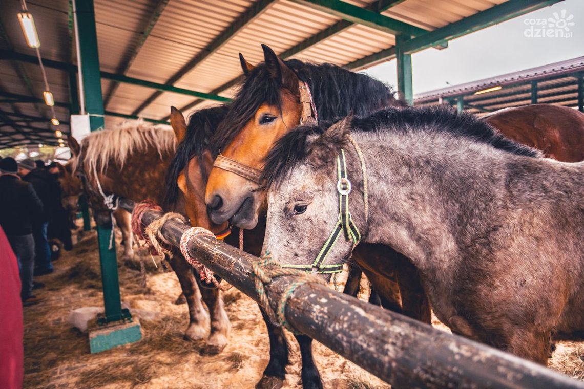 Wstępy, czyli Jarmark Koński w Skaryszewie. Początek w poniedziałek. Co w programie? Wstępy, czyli Jarmark Koński w Skaryszewie. Początek w poniedziałek. Co w programie?