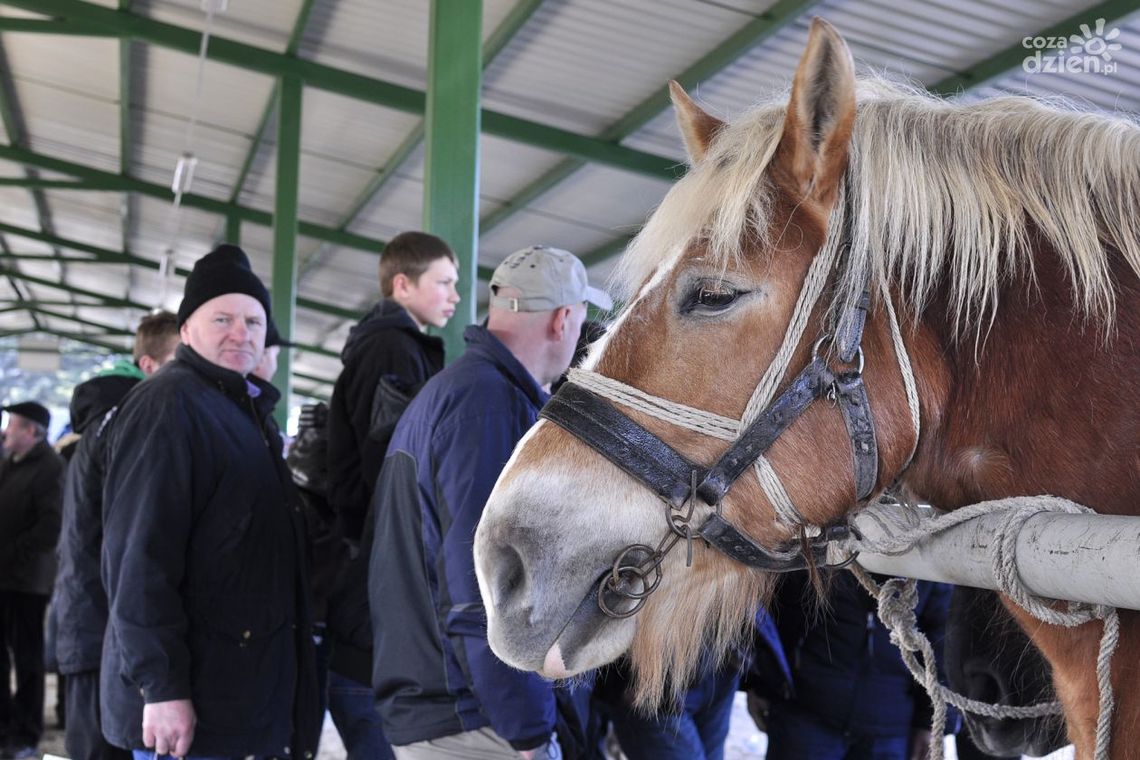 Wstępy - lepiej niż w poprzednich latach?