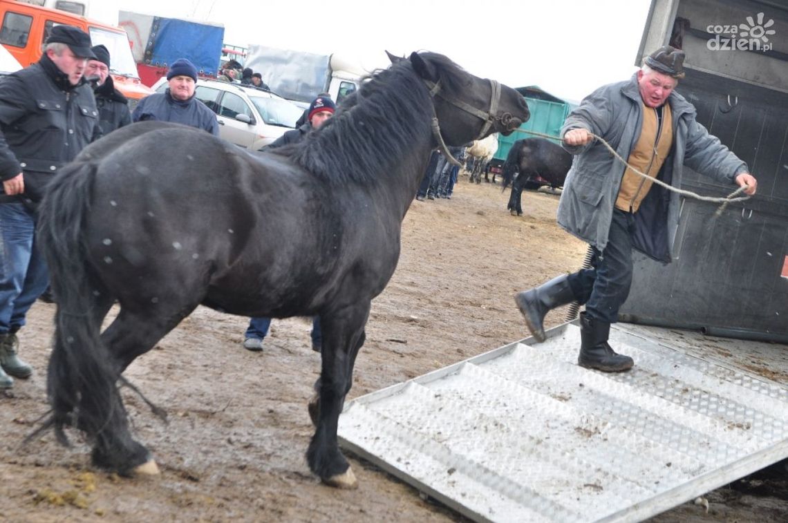 Wstępy w Skaryszewie już za tydzień! Przyjadą obrońcy zwierząt Wstępy w Skaryszewie już za tydzień! Przyjadą obrońcy zwierząt