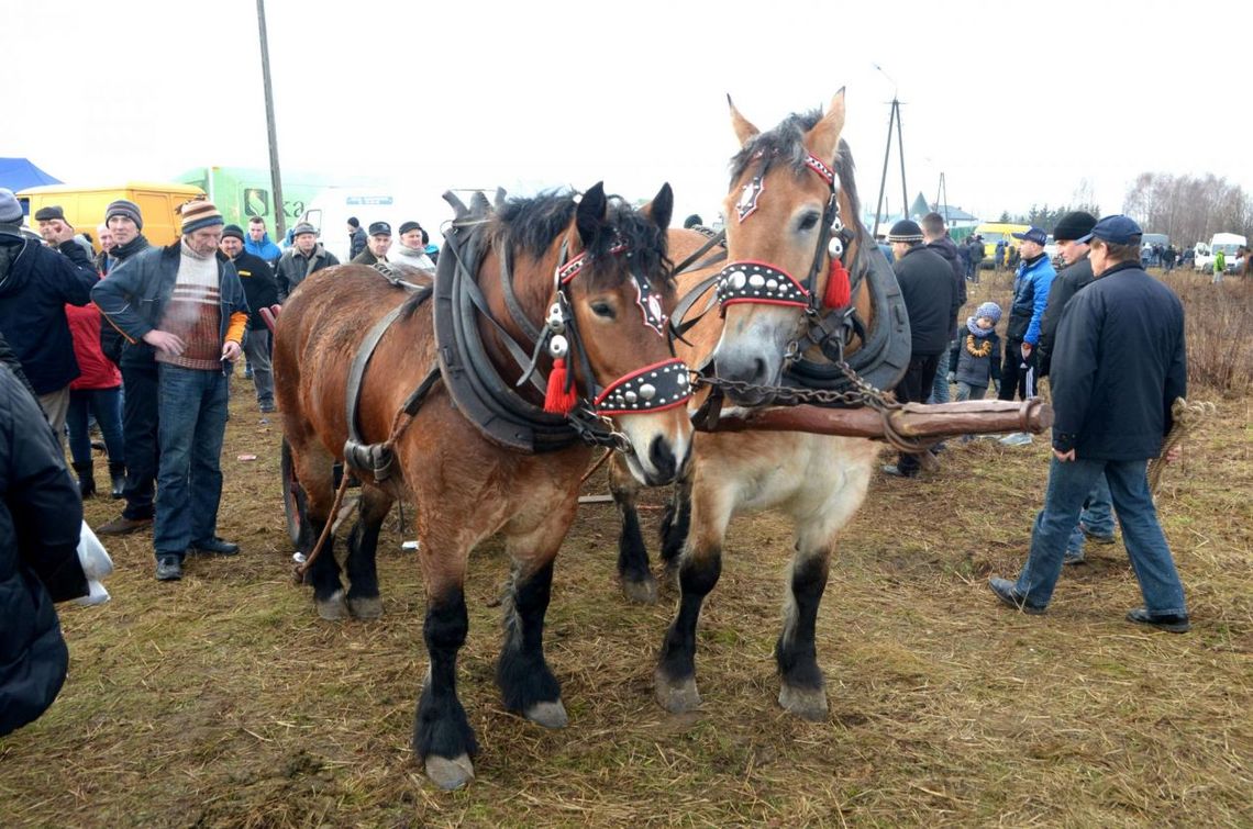 Wstępy w Skaryszewie w poniedziałek Wstępy w Skaryszewie w poniedziałek