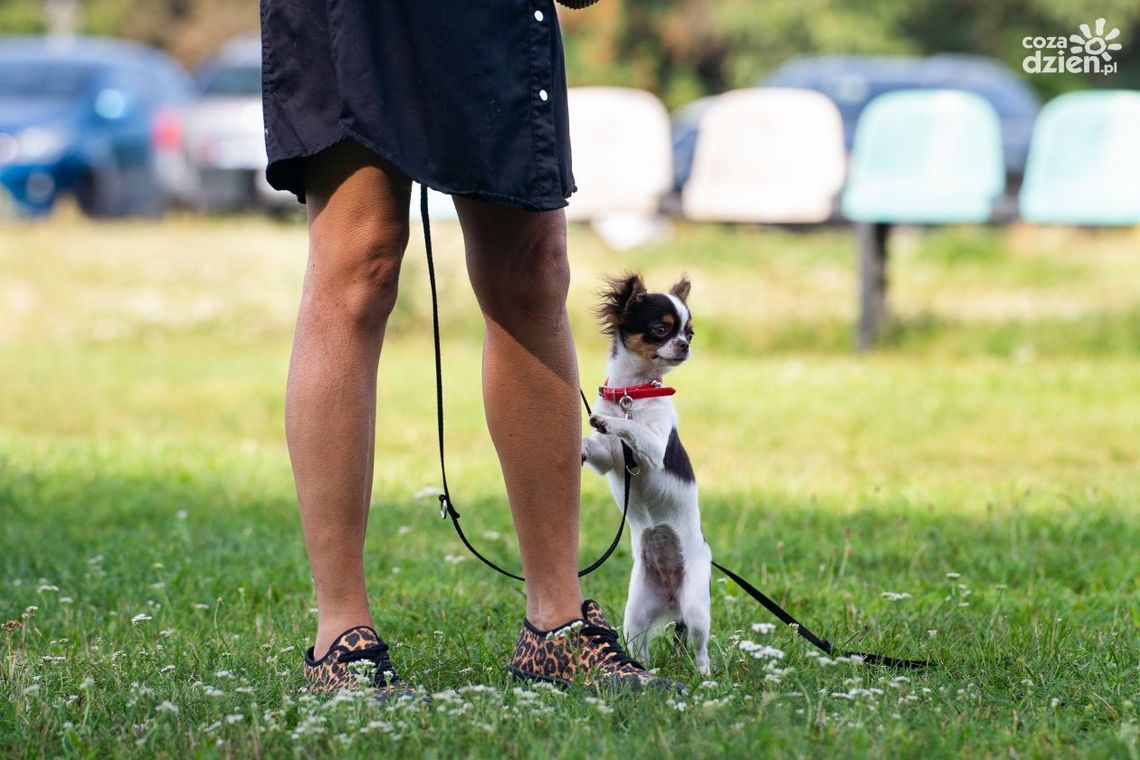 Wszystkie psy na spacer, czyli spacer socjalizacyjny na Borkach