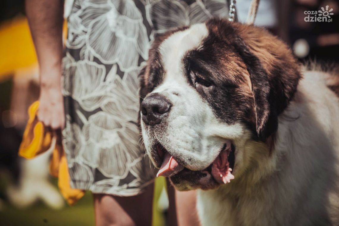 Wybieg dla psów jest czynny Wybieg dla psów jest czynny