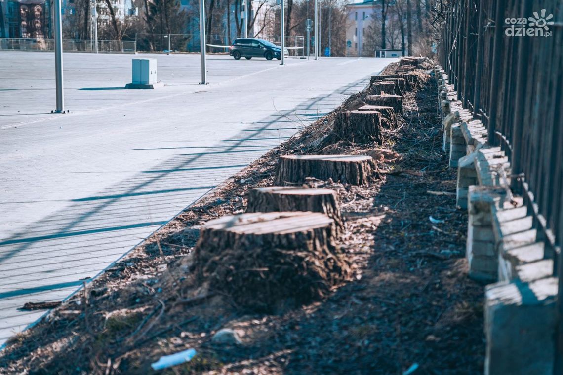 Wycięli 47 drzew. "Zagrażały bezpieczeństwu" Wycięli 47 drzew. "Zagrażały bezpieczeństwu"
