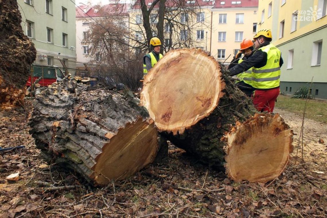 Wycięli ogromną topolę przy hotelu