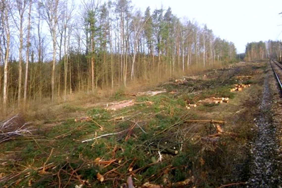 Wycinają drzewa przy kolejowej 8