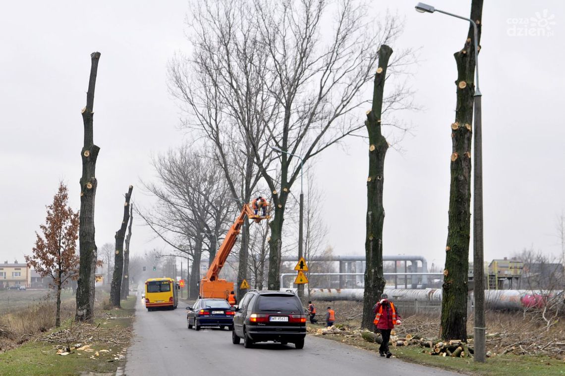Wycinają drzewa przy ul. Energetyków -prawie sto topól! Wycinają drzewa przy ul. Energetyków -prawie sto topól!