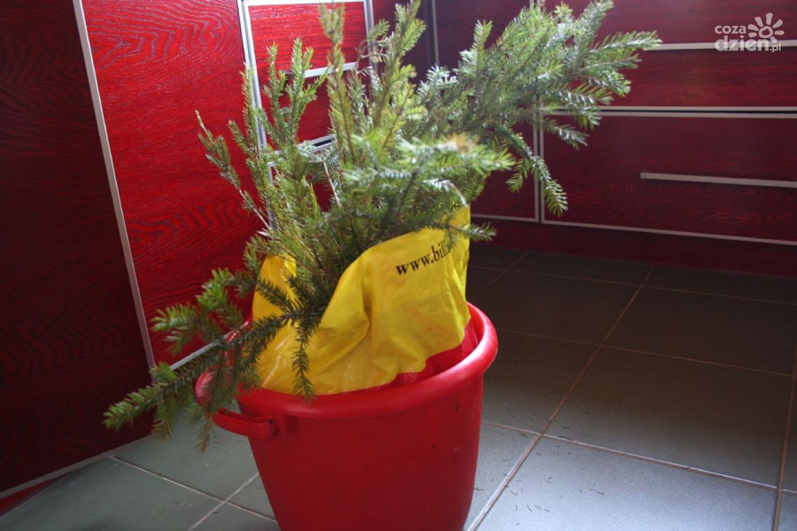 Wyrzucamy choinkę. Ale gdzie? Do kosza? Wyrzucamy choinkę. Ale gdzie? Do kosza?