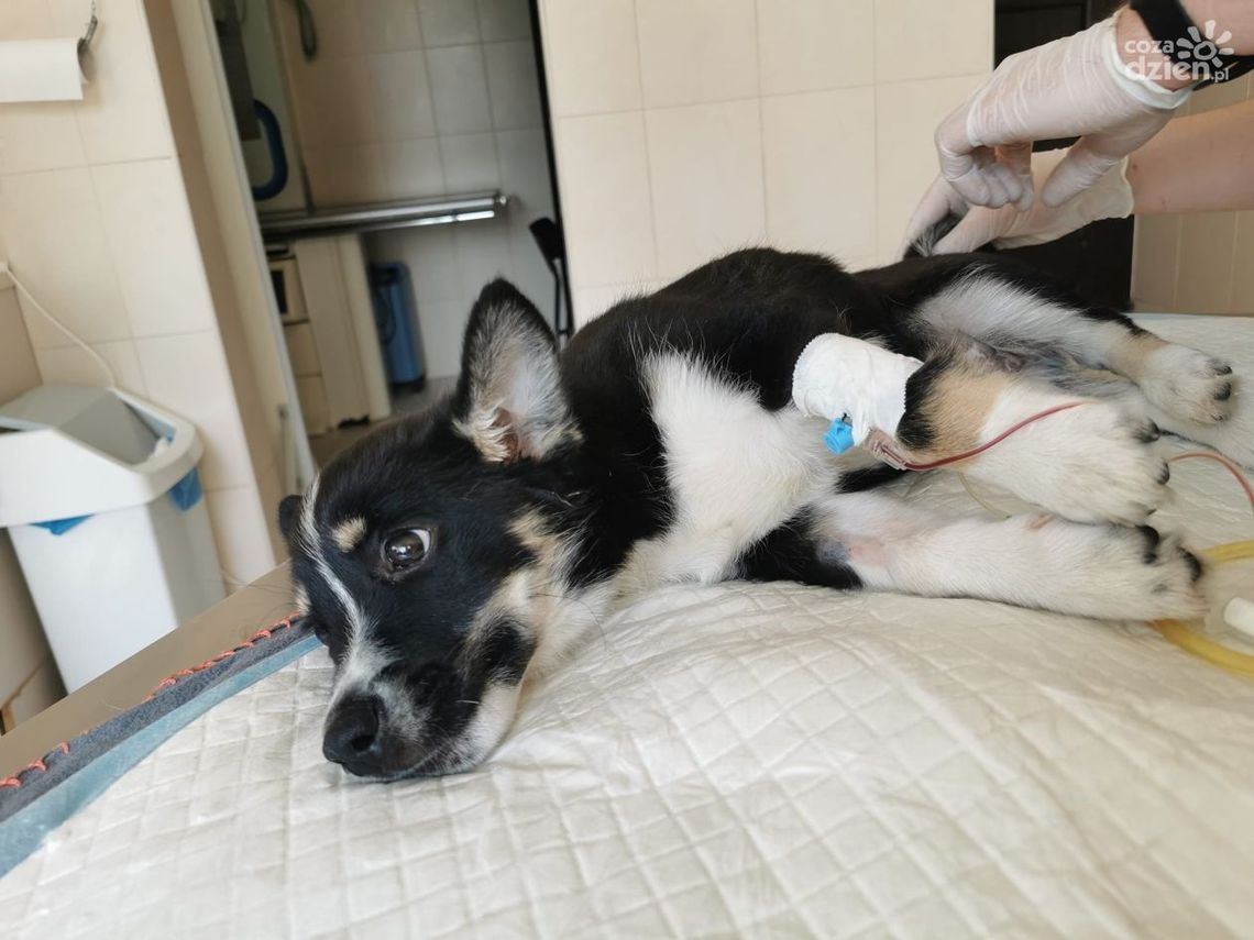 Wyrzucił psa z okna drugiego piętra. Jest wyrok w sprawie