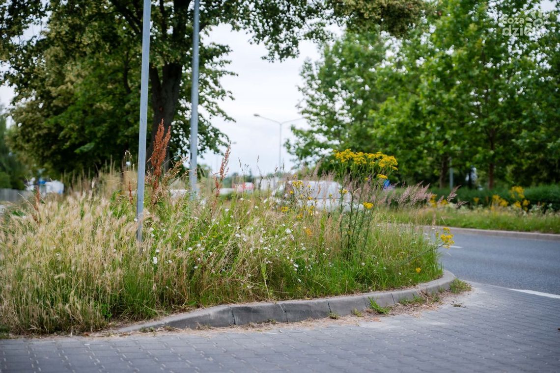 Wysokie trawy przy skrzyżowaniach. Kiedy będą koszenia?