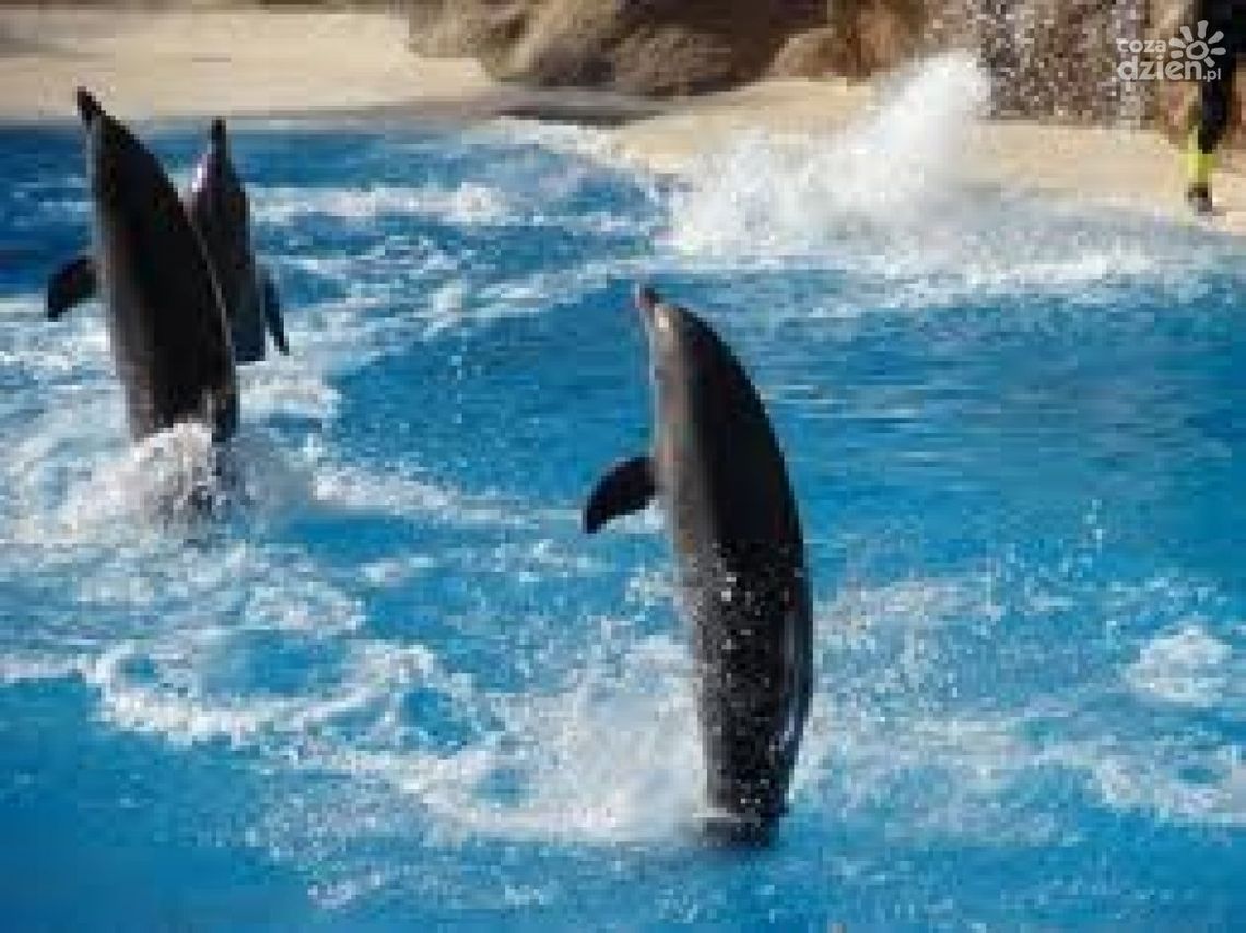 Wyspy Kanaryjskie - Teneryfa