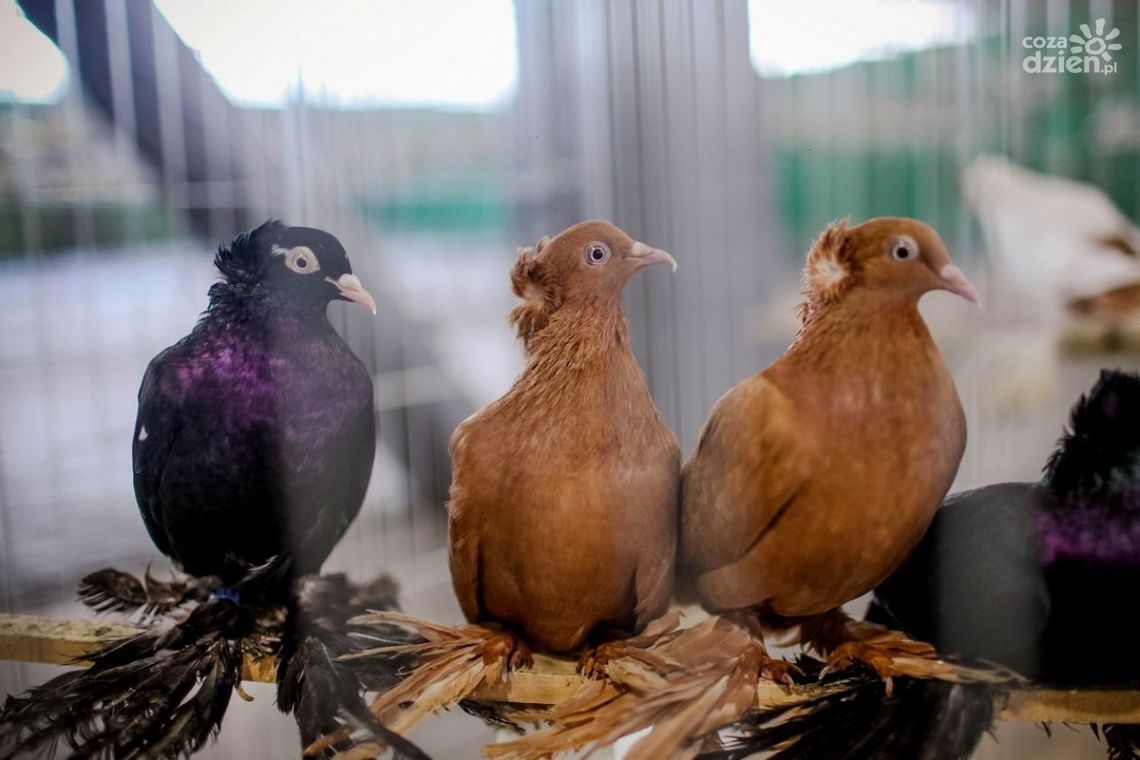 Wystawa gołębi Wystawa gołębi