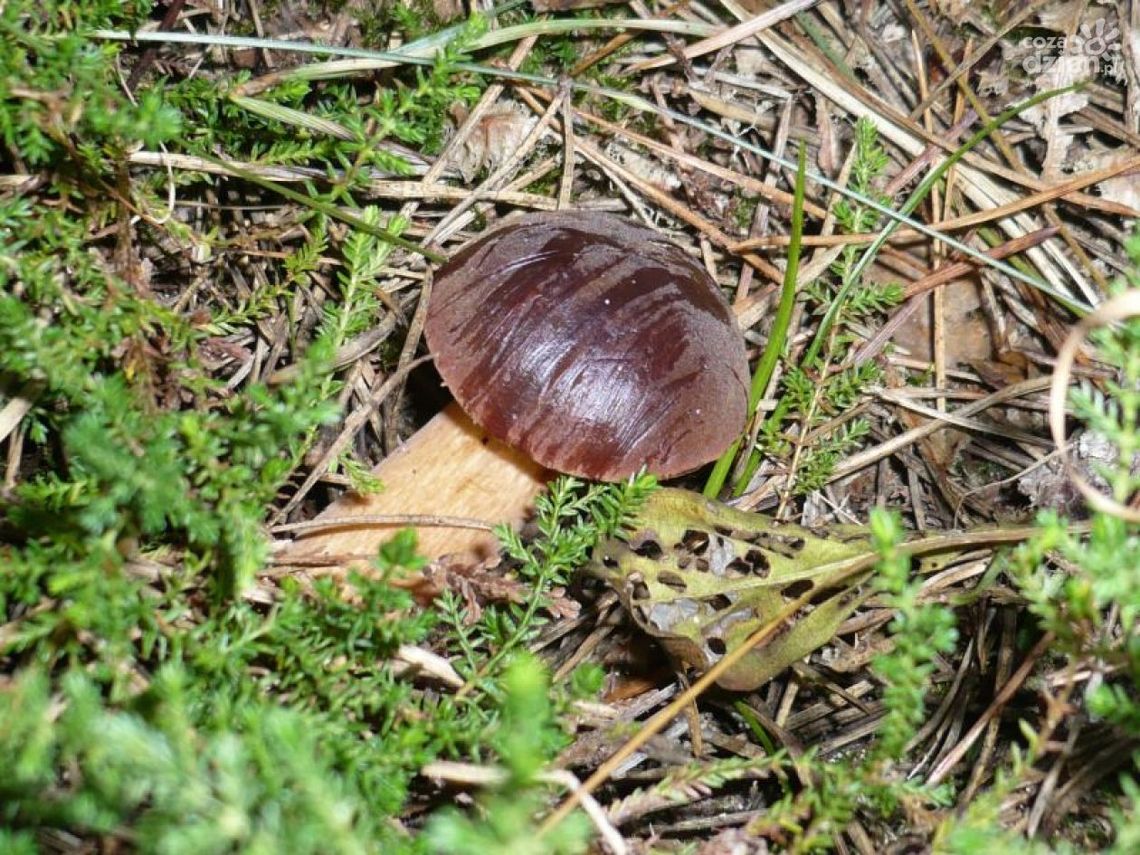 Wystawa grzybów w sanepidzie