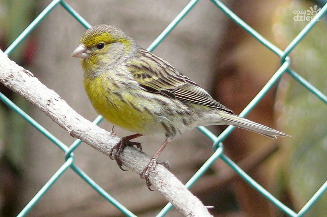 Wystawa kanarków i ptaków egzotycznych