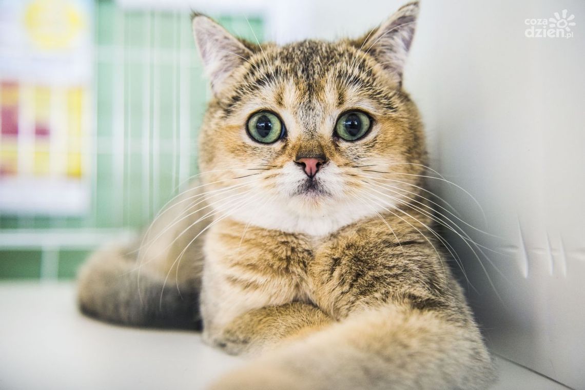 Wystawa kotów rasowych. Zobacz zdjęcia