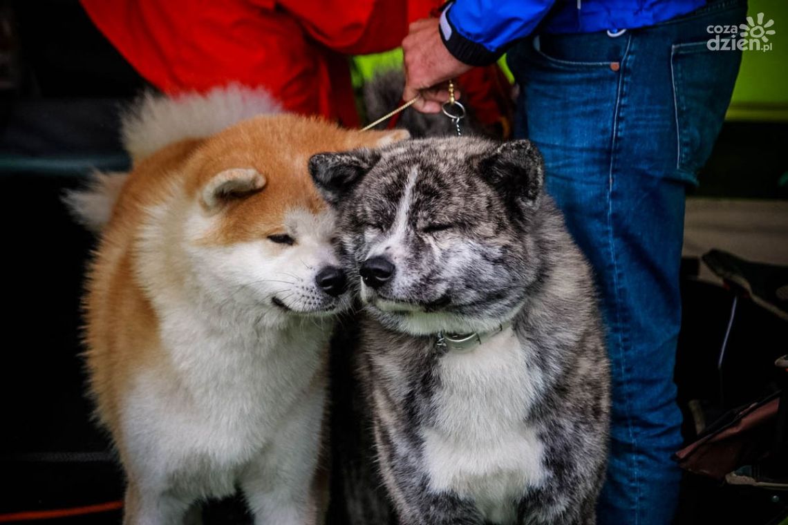 Wystawa psów. Będzie ponad 160 ras! Wystawa psów. Będzie ponad 160 ras!