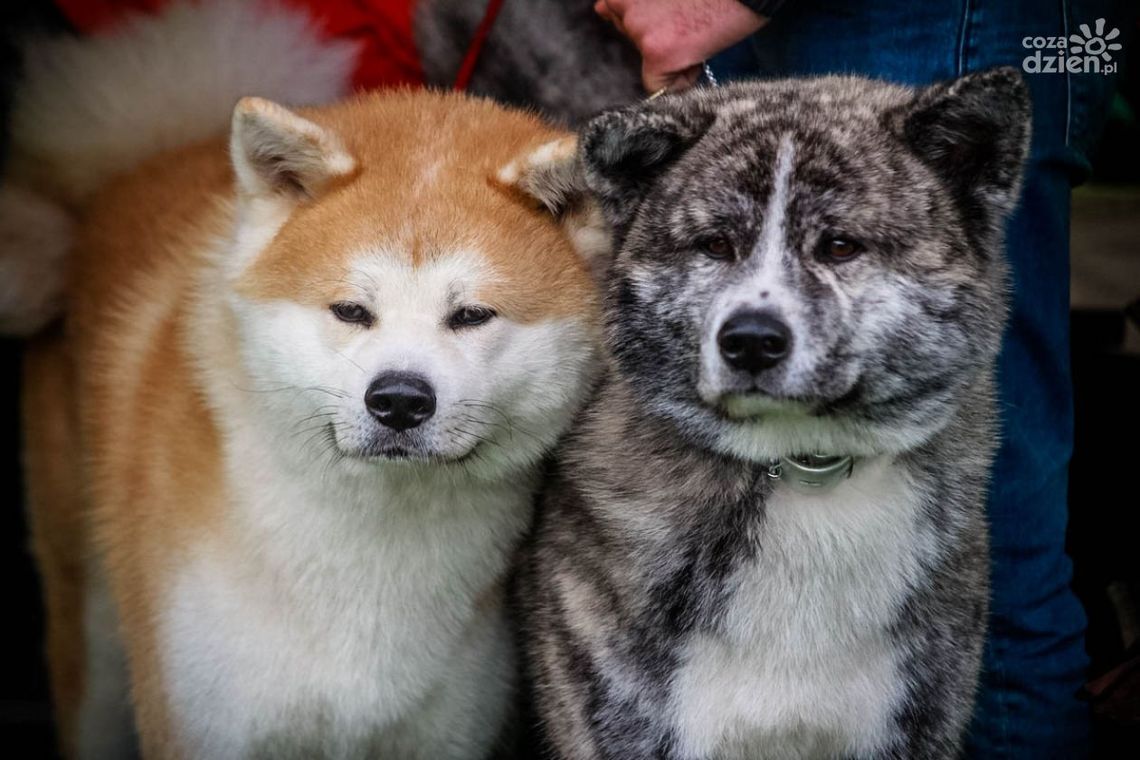 Wystawa psów rasowych