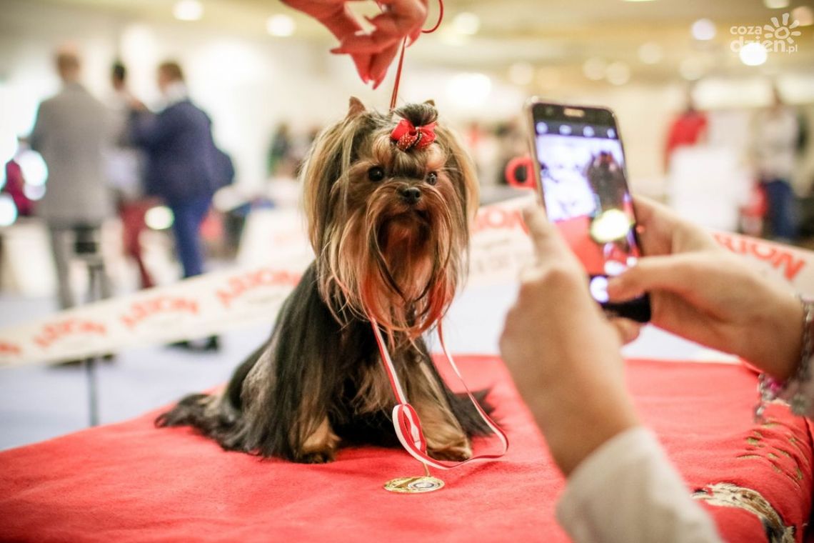 Wystawa psów rasowych i myśliwskich